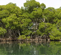 BOSQUES DE MANGLE EN EL ANTIGUO  DELTA DE RIO SINU
